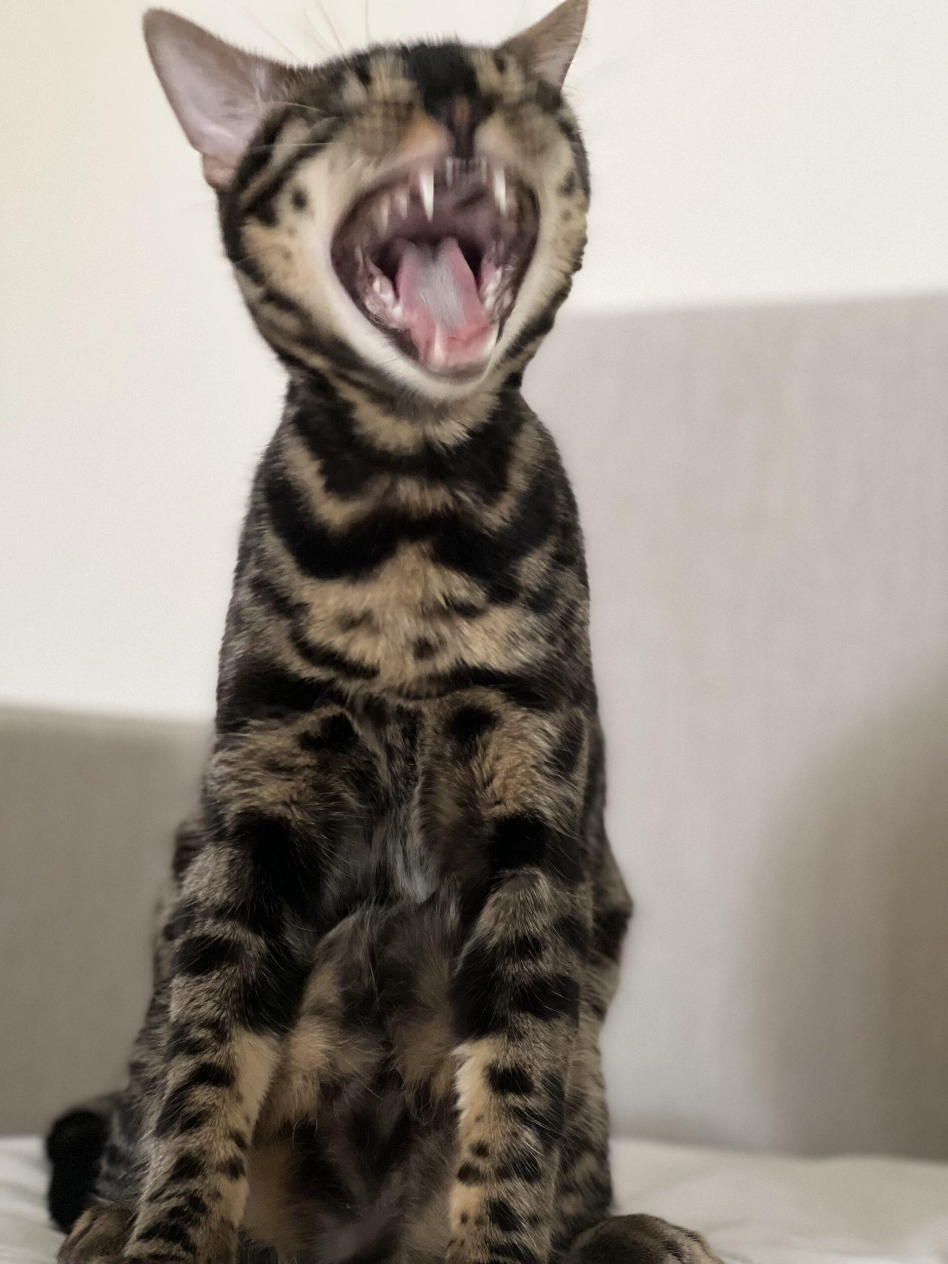 black bengal kitten yawning where it looks like screaming